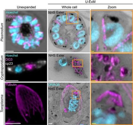  Apicomplexa:  Parasites with an Intricate Dance of Invasion!