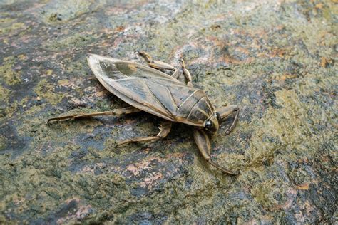  Giant Water Bug: A Masterful Predator Lurking Beneath the Surface Waters!