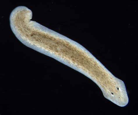  Oceanic Planarian: Can You Imagine an Animal That Lives Its Entire Life Inside a Single Drop of Water?