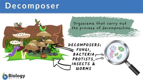  Oniscus! Can You Believe These Decomposers Have Been Crawling Around Since the Carboniferous Period?