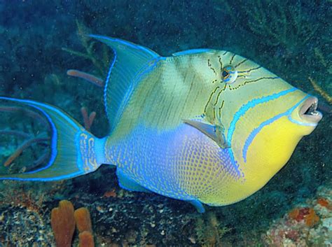  Queen Triggerfish:  A Dazzling Display of Beauty Hiding Amongst the Reef's Rocky Landscape!