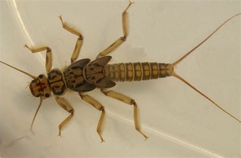  Stonefly! An Intriguing Creature That Can Breathe Underwater Despite Its Air-Dependent Wings