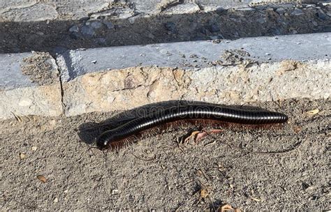  Wormlike Millipede: A Tiny Earthmover With Legs for Days!