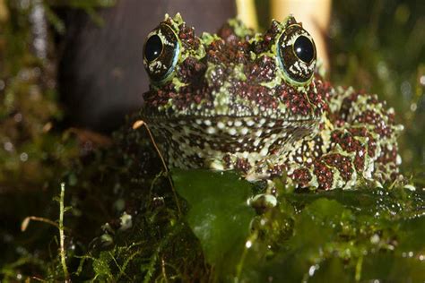  African Veld Frog: A Master of Disguise Living Underneath Your Feet!