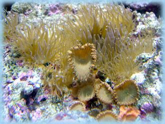 Aiptasia! Discover This Beautiful Coral With An Unusually Aggressive Nature That Demands Respect From Even Experienced Reef Keepers.