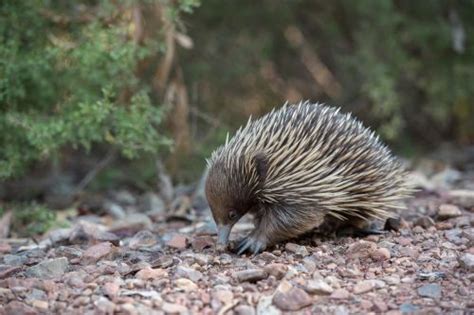  Echidna! Learn About This Unique Egg-Laying Mammal with Spiky Protection