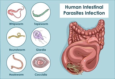  Eimeria! Parasites That Live Inside Us and Cause Troublesome Diarrhea