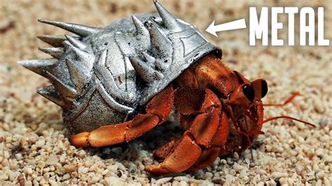  Hermit Crab: The Armored Homebody Who Rocks a Shell Wardrobe!