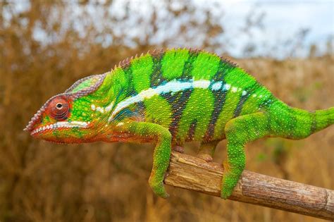  Jackson's Chameleon: Can This Color-Changing Reptile Really See 360 Degrees?