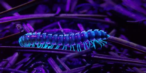  Juliform Millipede: Unlocking the Secrets of a Thousand Tiny Legs