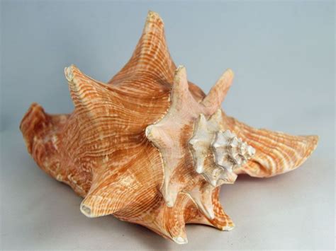  Queen Conch: A Majestic Gastropod Hiding in Plain Sight! Unveiling the Mysteries of This Exquisite Sea Snail with a Crown-Like Shell