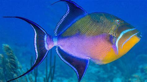  Queen Triggerfish: Discover its Agile Movements and Exquisite Camouflage Pattern!