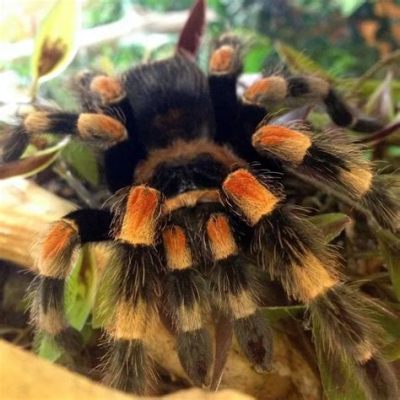  Redknee Tarantula: Eight Legs of Velvet Power That Hide a Heart Filled With Silk!