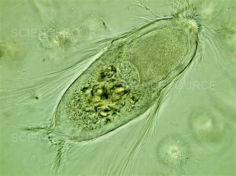  Trichonympha!  The Microscopic Mastermind Behind Termite Digestion