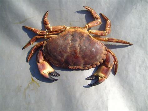  Ulcerated Crab: Can These Armored Arthropods Survive With Such Fragile-Looking Shells?