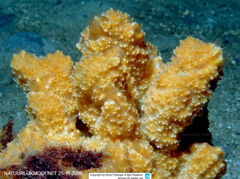  Ultimate Underwater Architect: Uncovering the Secrets of the Ulosa Sponge