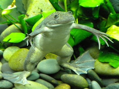  Xenopus Laevis:  A Tiny Amphibian Powerhouse that Leaps into Scientific Research!