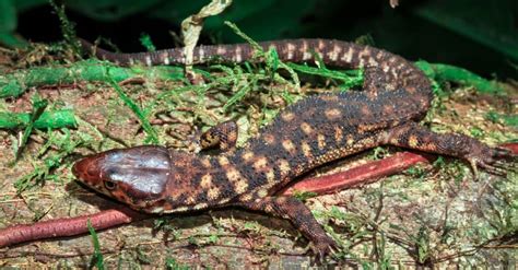  Yellow-Spotted Lizard!  A Cold-Blooded Creeper Who Doesn't Like Being Bothered